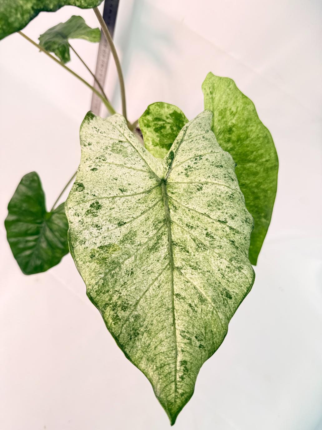 Alocasia Macrorrhiza Variegata 2