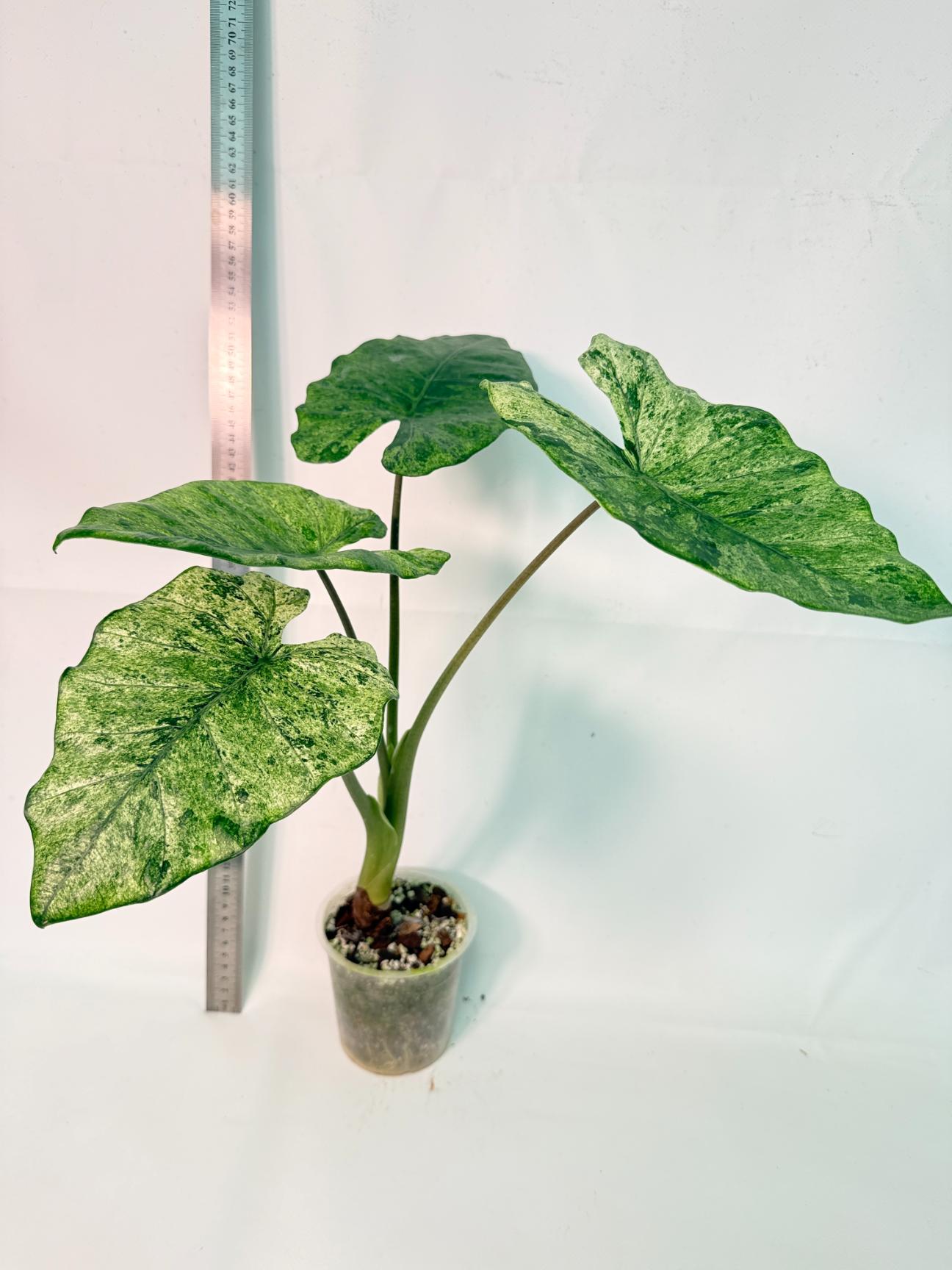 Alocasia Macrorrhiza Variegata 1