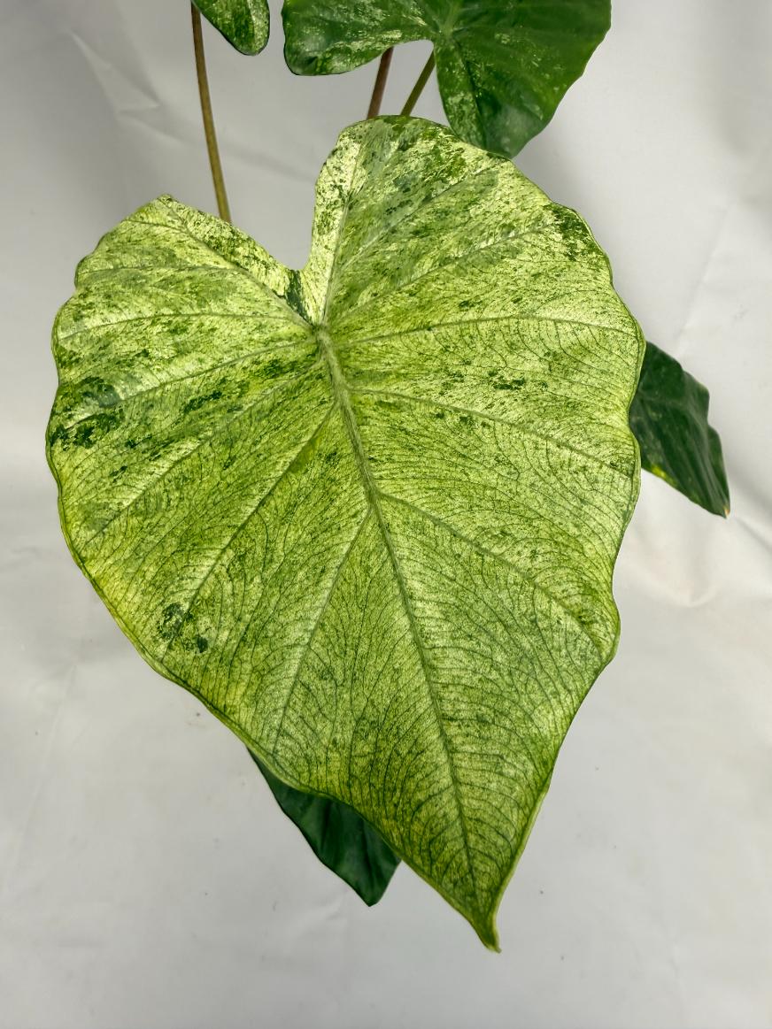 Alocasia Macrorrhiza Variegata XL 02
