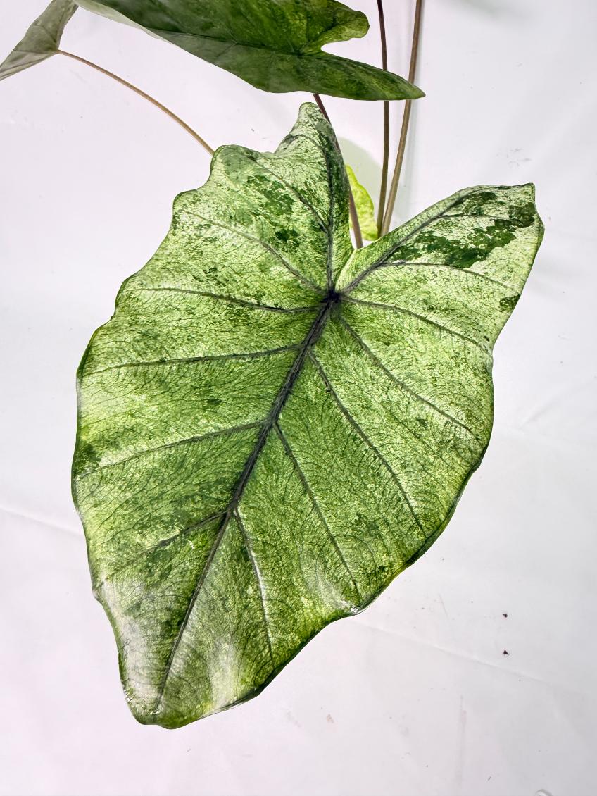 Alocasia Macrorrhiza Variegata XL 04
