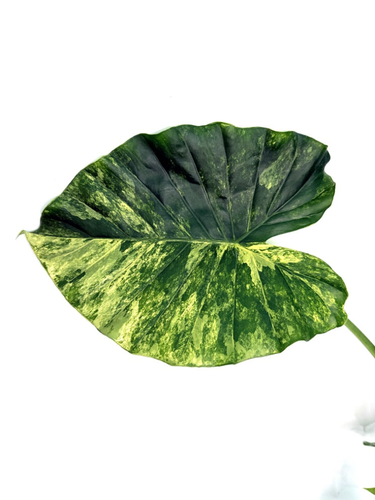 Alocasia_OdoraVariegata_Aurea_XL