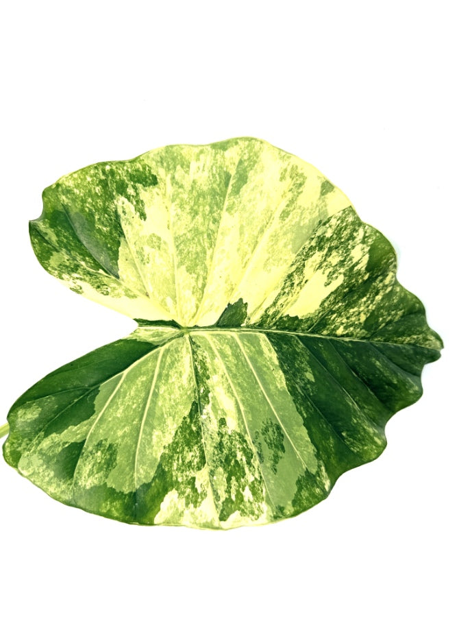 Alocasia_OdoraVariegata_Aurea_XL