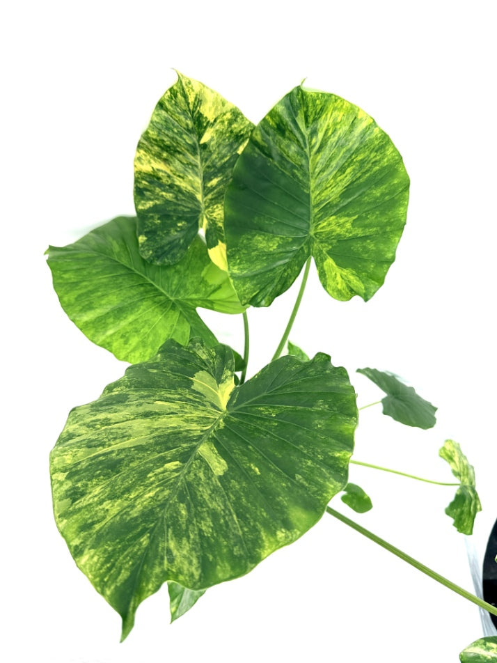 Alocasia_OdoraVariegata_Aurea_XL