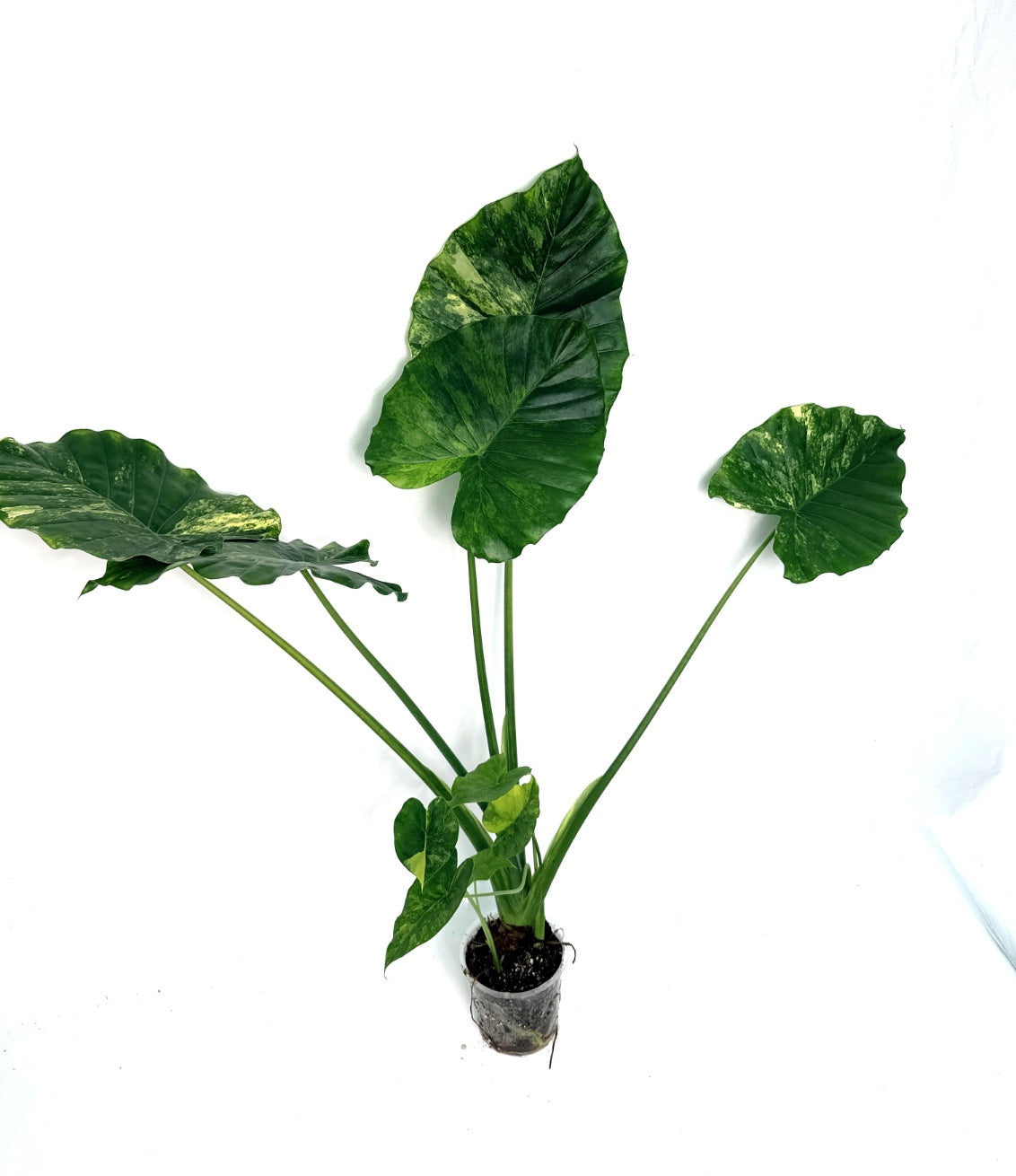 Alocasia_OdoraVariegata_Aurea_XL