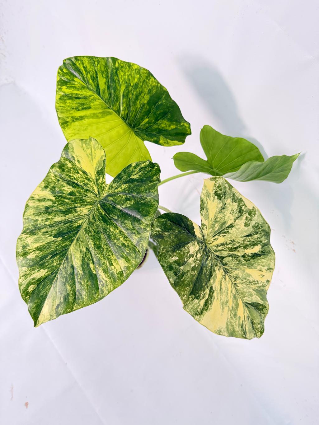Alocasia Odora Variegata Aurea 02