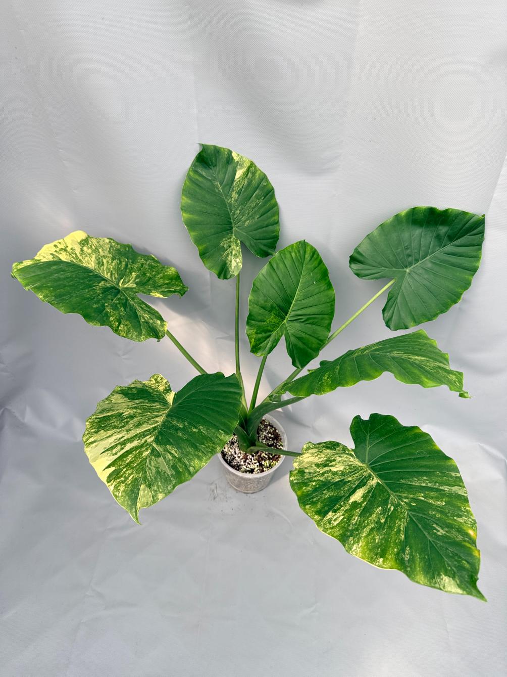 Alocasia Odora Variegata Aurea