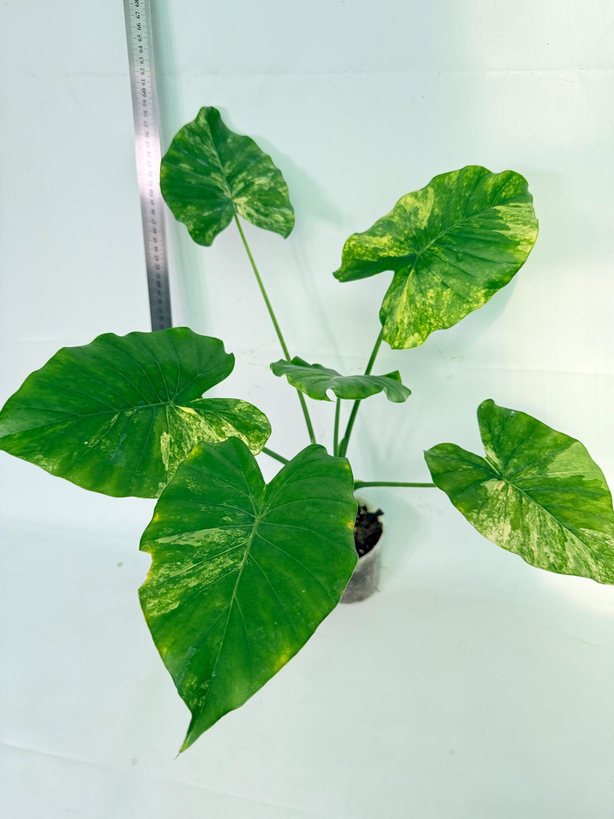 Alocasia Odora Variegata Aurea 2
