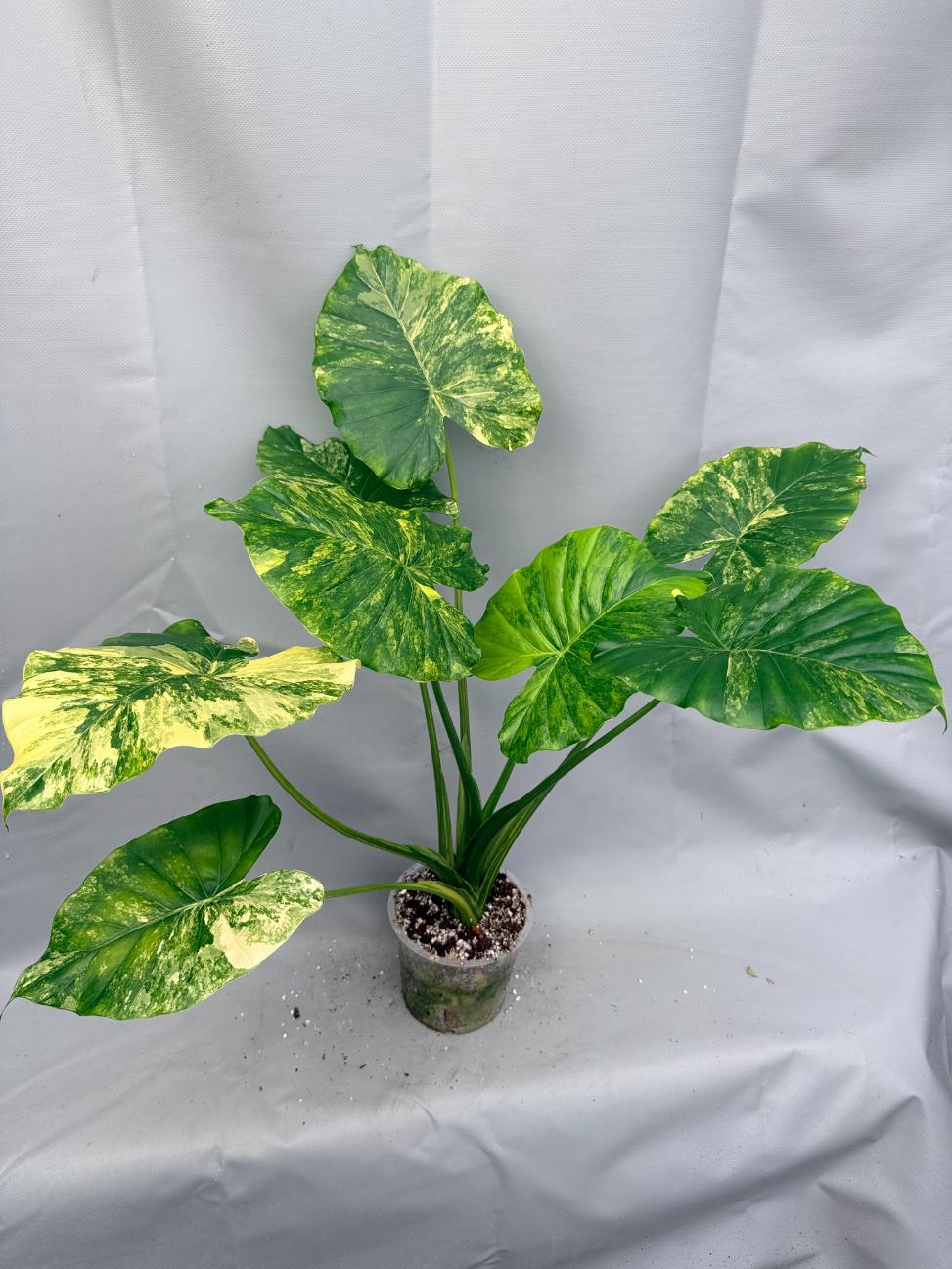 Alocasia Odora Variegata Aurea XL