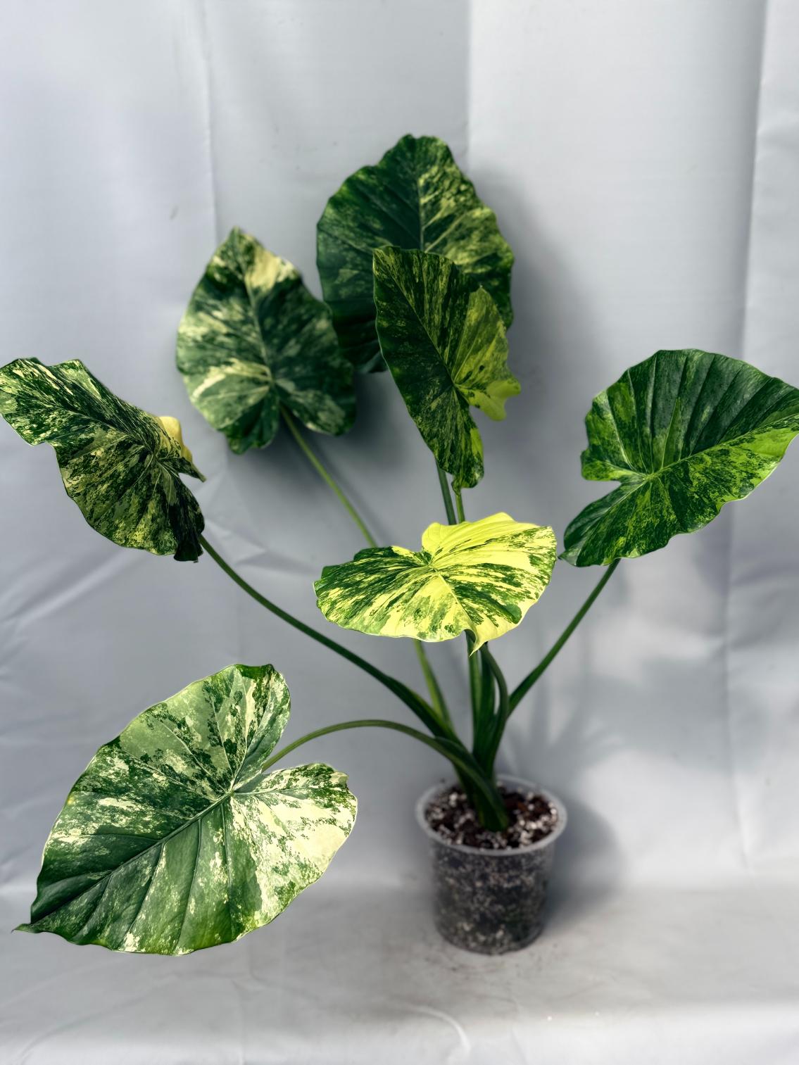 odora variegata Alocasia Odora Variegata Aurea XL