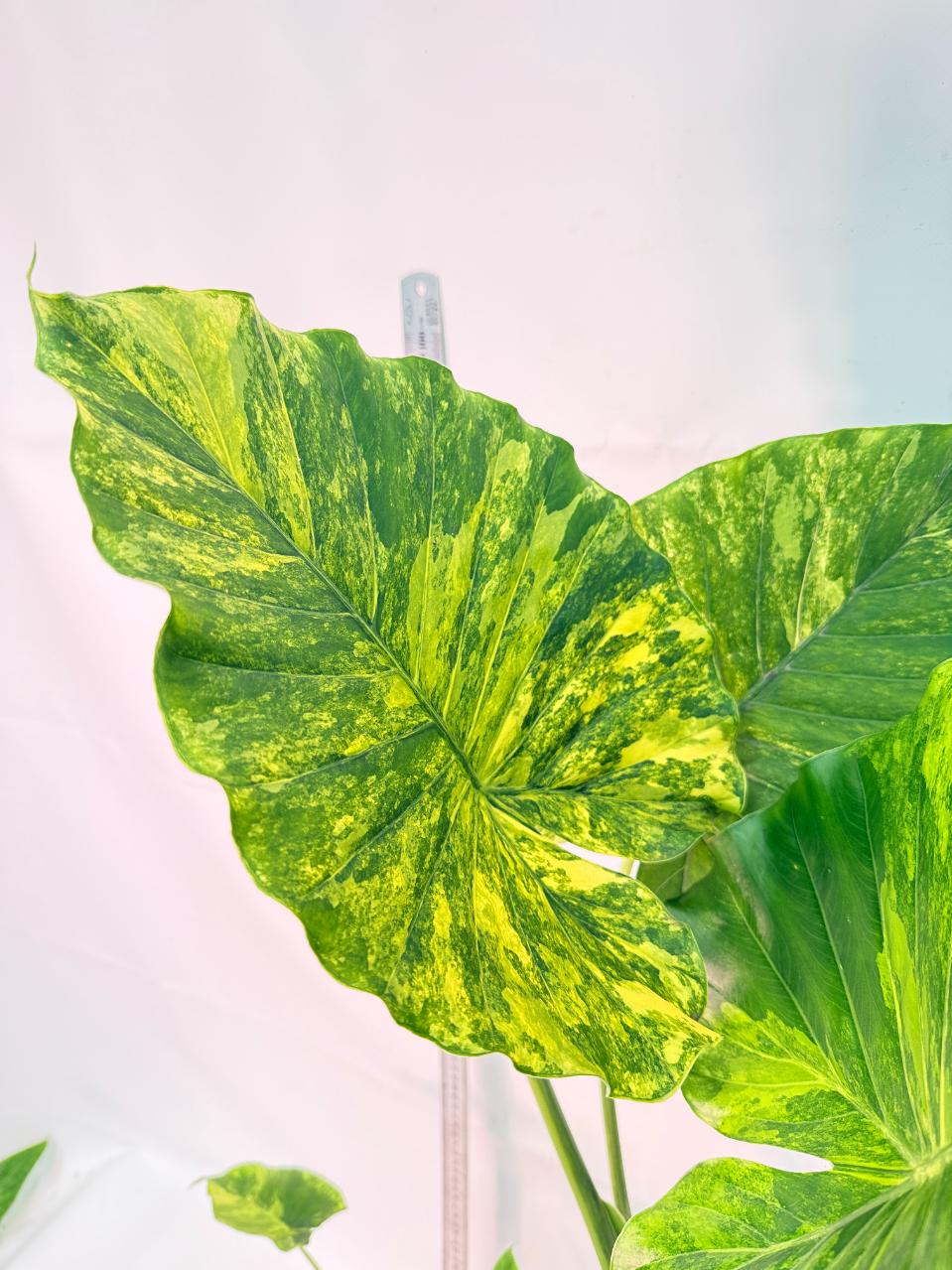 Alocasia Odora Variegata Aurea XXL 2