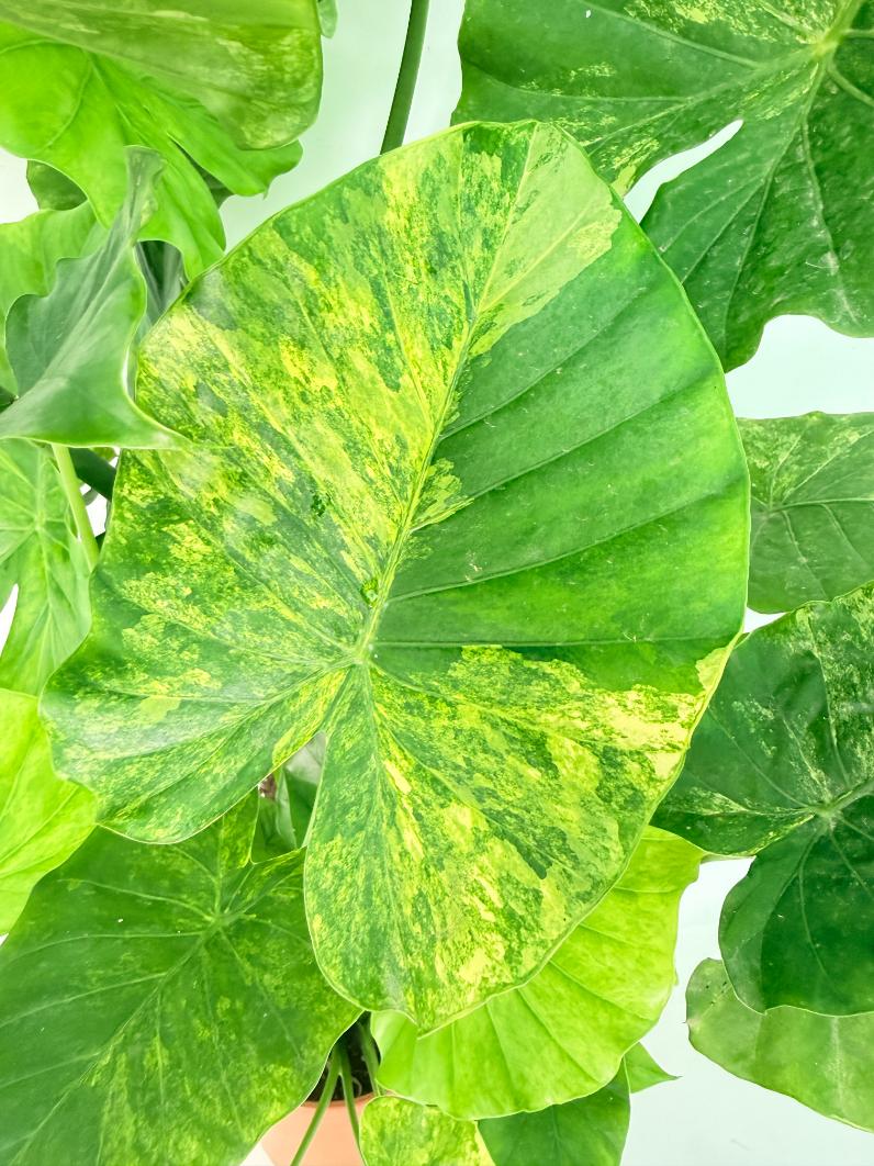 Alocasia Odora Variegata Aurea XXL 02