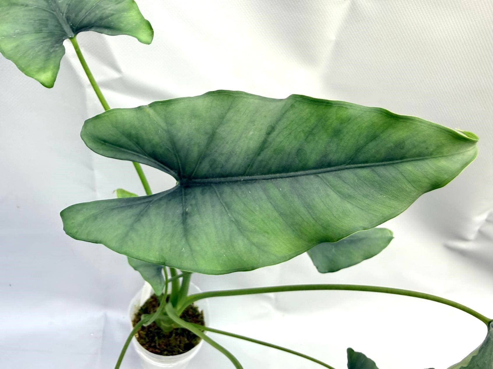 Alocasia Farisii 2