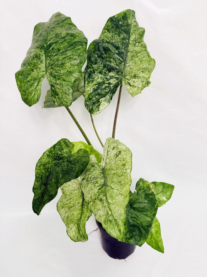 Alocasia Macrorrhiza Variegata