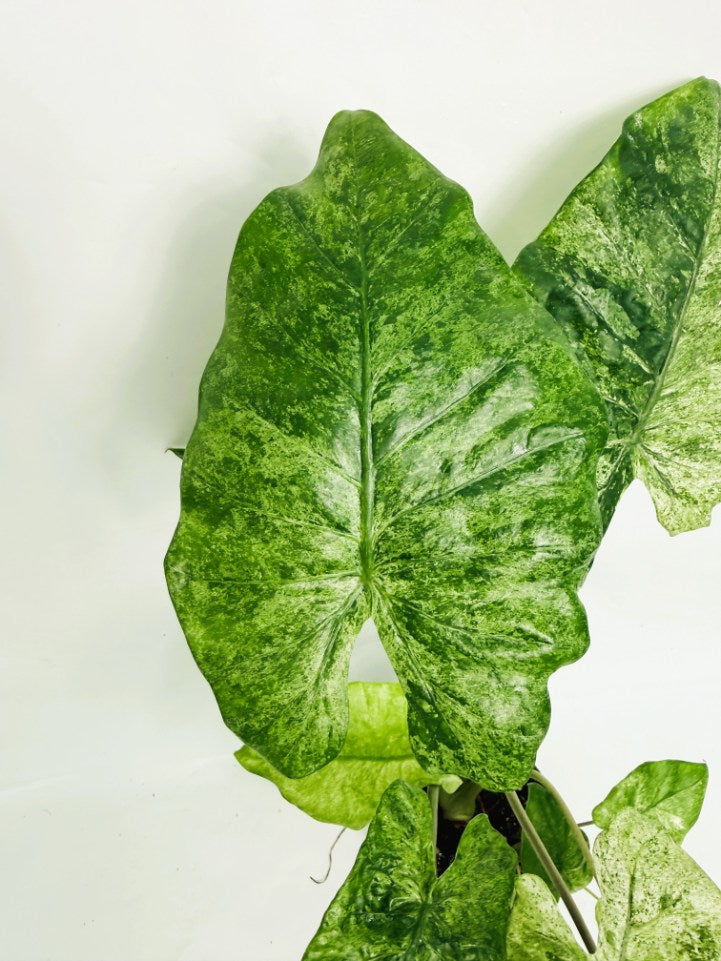 Alocasia_macrorrhiza_variegata