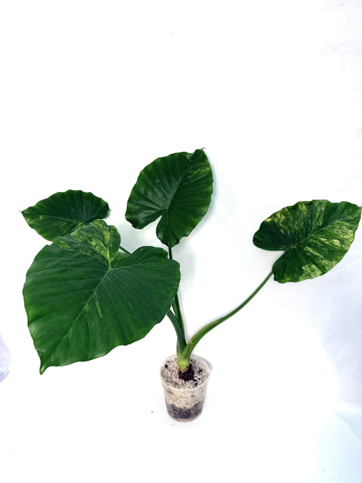 Alocasia_odora_variegata_aurea