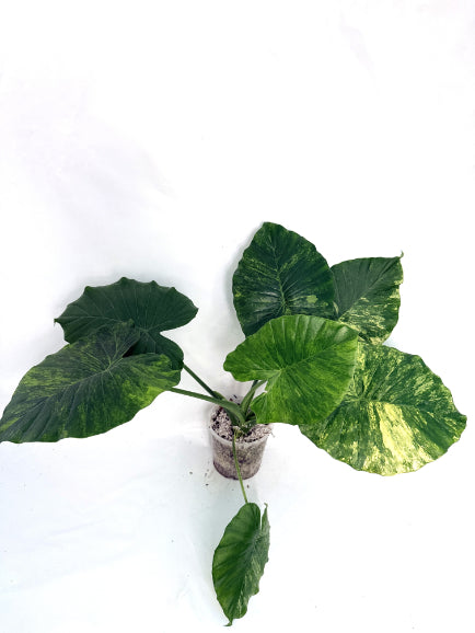 Alocasia_odora_variegata_aurea