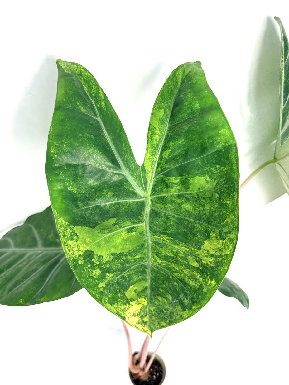 Alocasia_pink_dragon_variegata