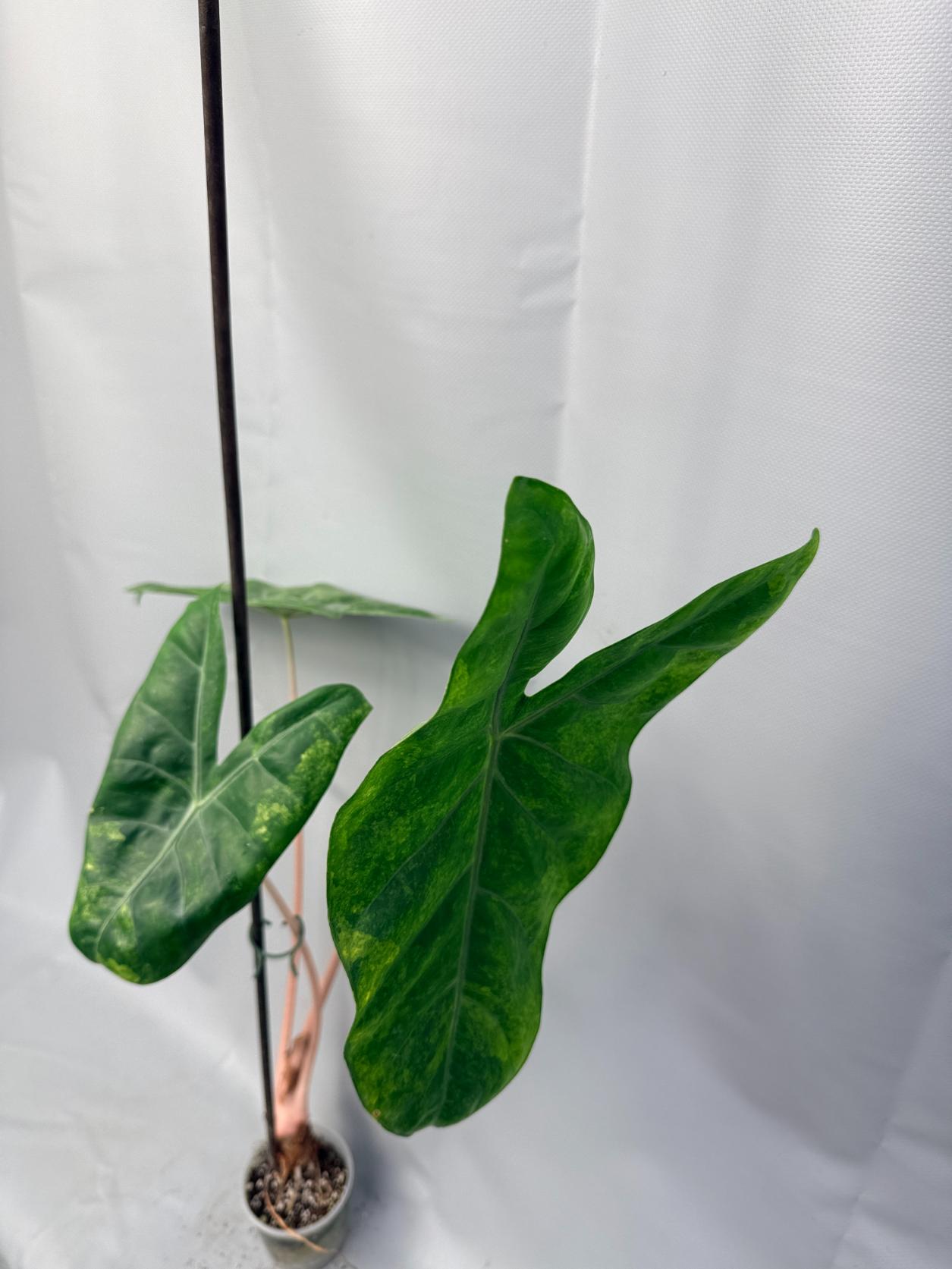 Alocasia Pink Dragon Variegata 1