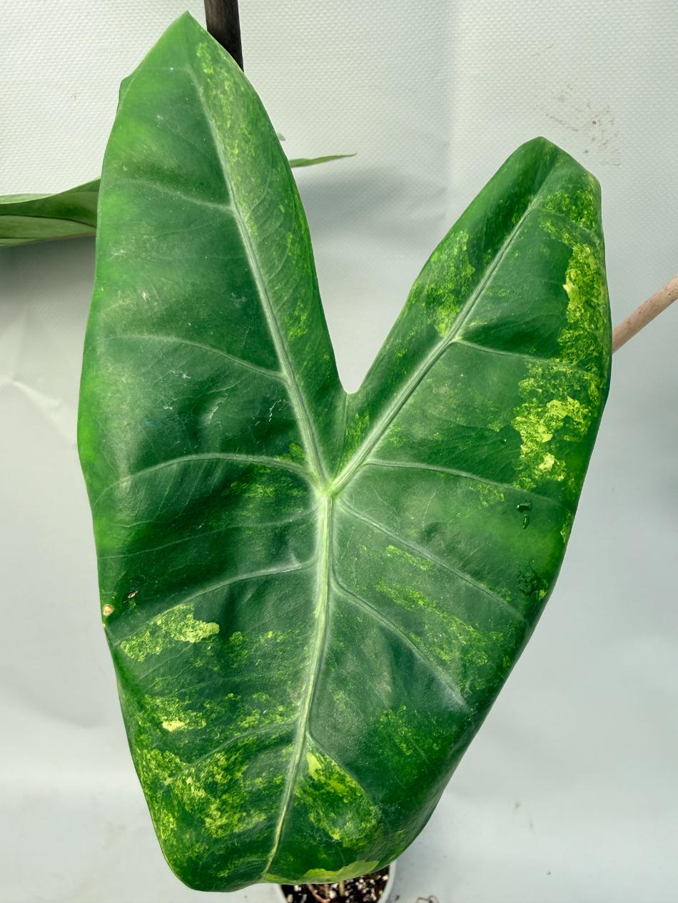 Alocasia Pink Dragon Variegata