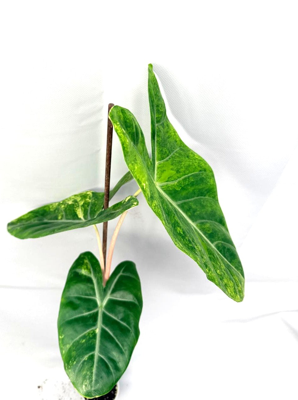 Alocasia Pink Dragon Variegata