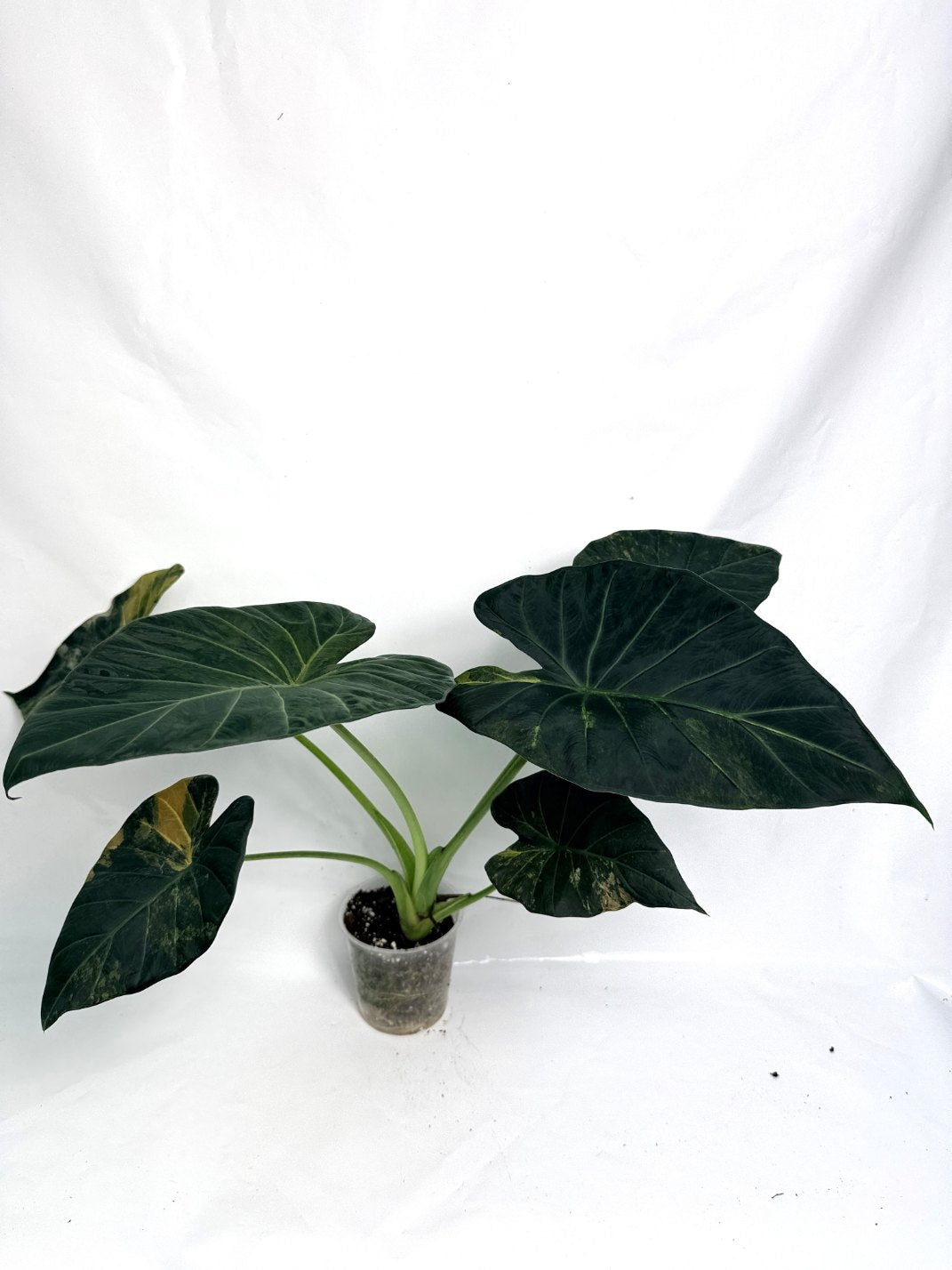 Alocasia_regal_shields_variegata