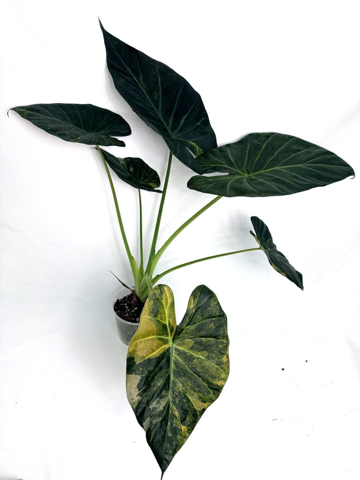 Alocasia regal shields variegata | Welovetropicalplants
