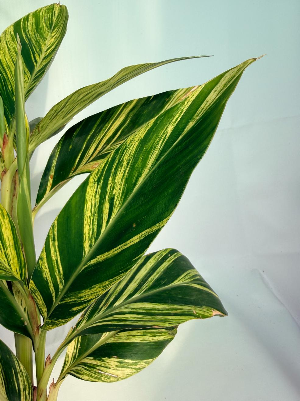Alpinia_Speciosa-VARIEGATA_XL 03
