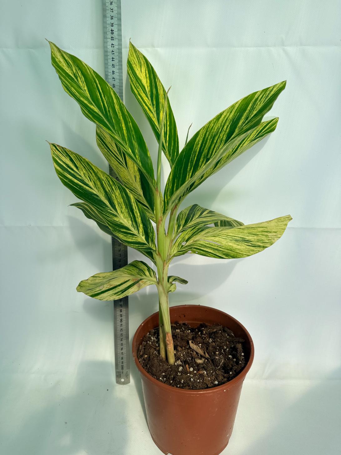 Alpinia Speciosa VARIEGATA XL 01