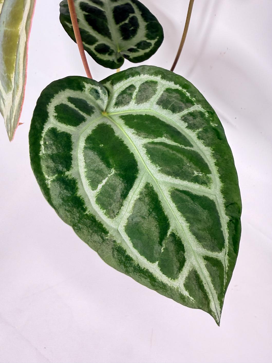 Anthurium Tezula Red Crystallinum x SKG Silver 02