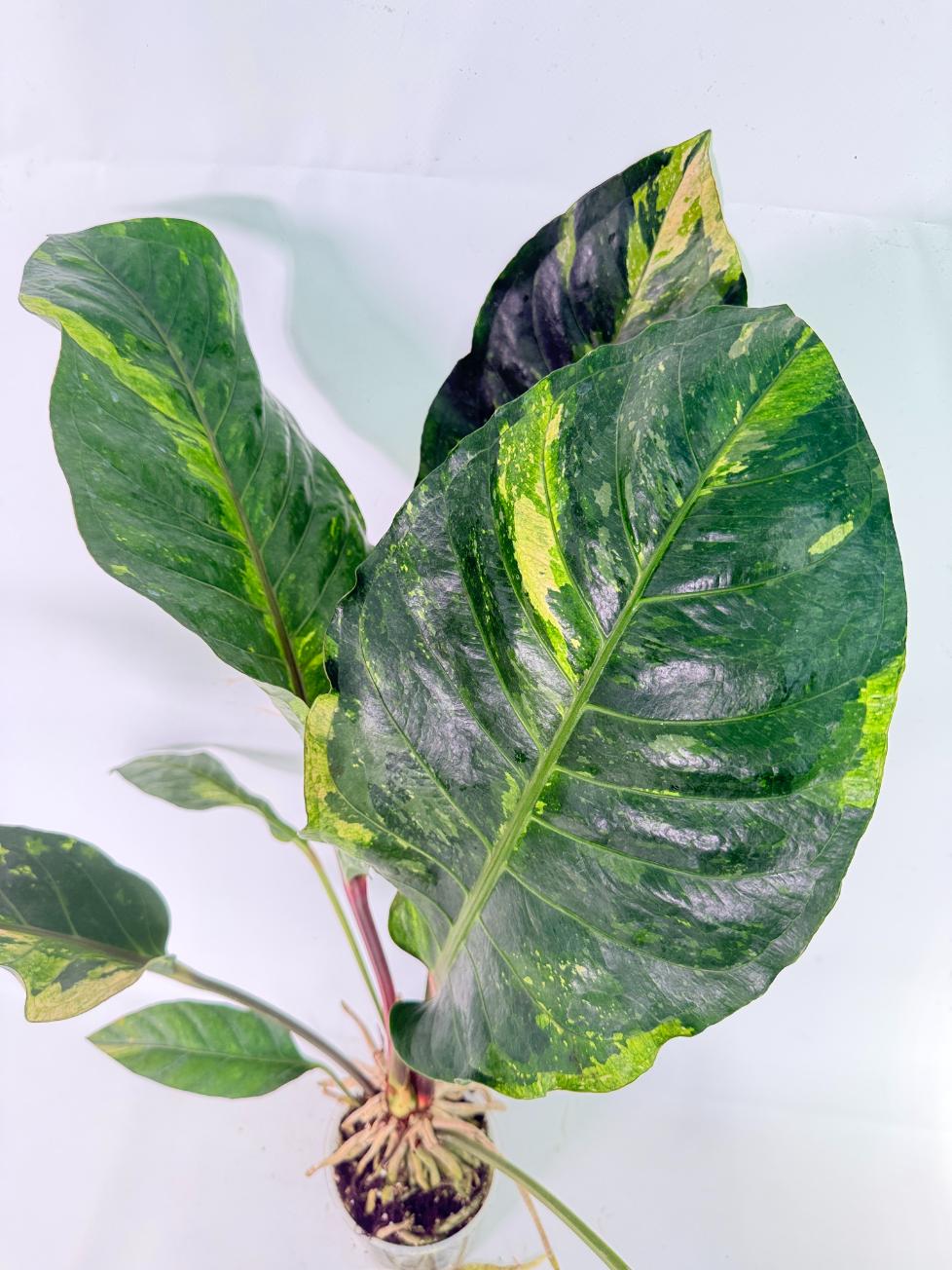 Anthurium hookeri variegato XL 09
