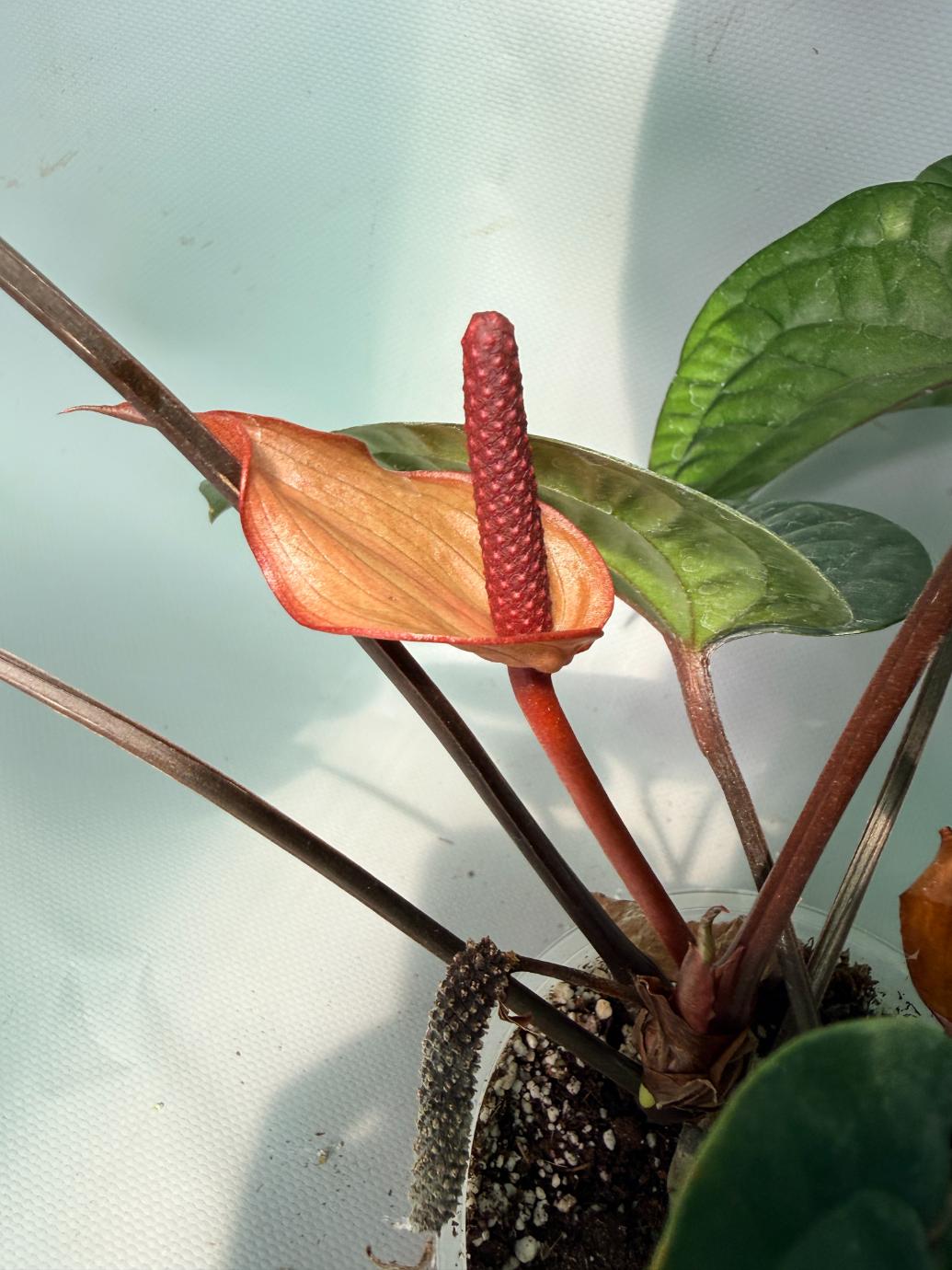 Anthurium Luxurians x Radicans XL 02