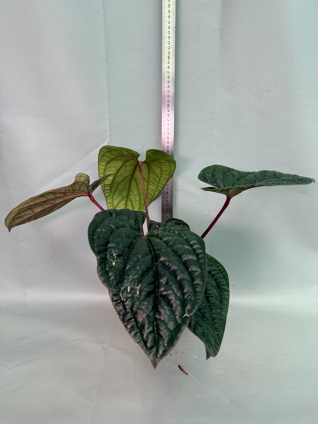 Anthurium Luxurians x Radicans XL 01