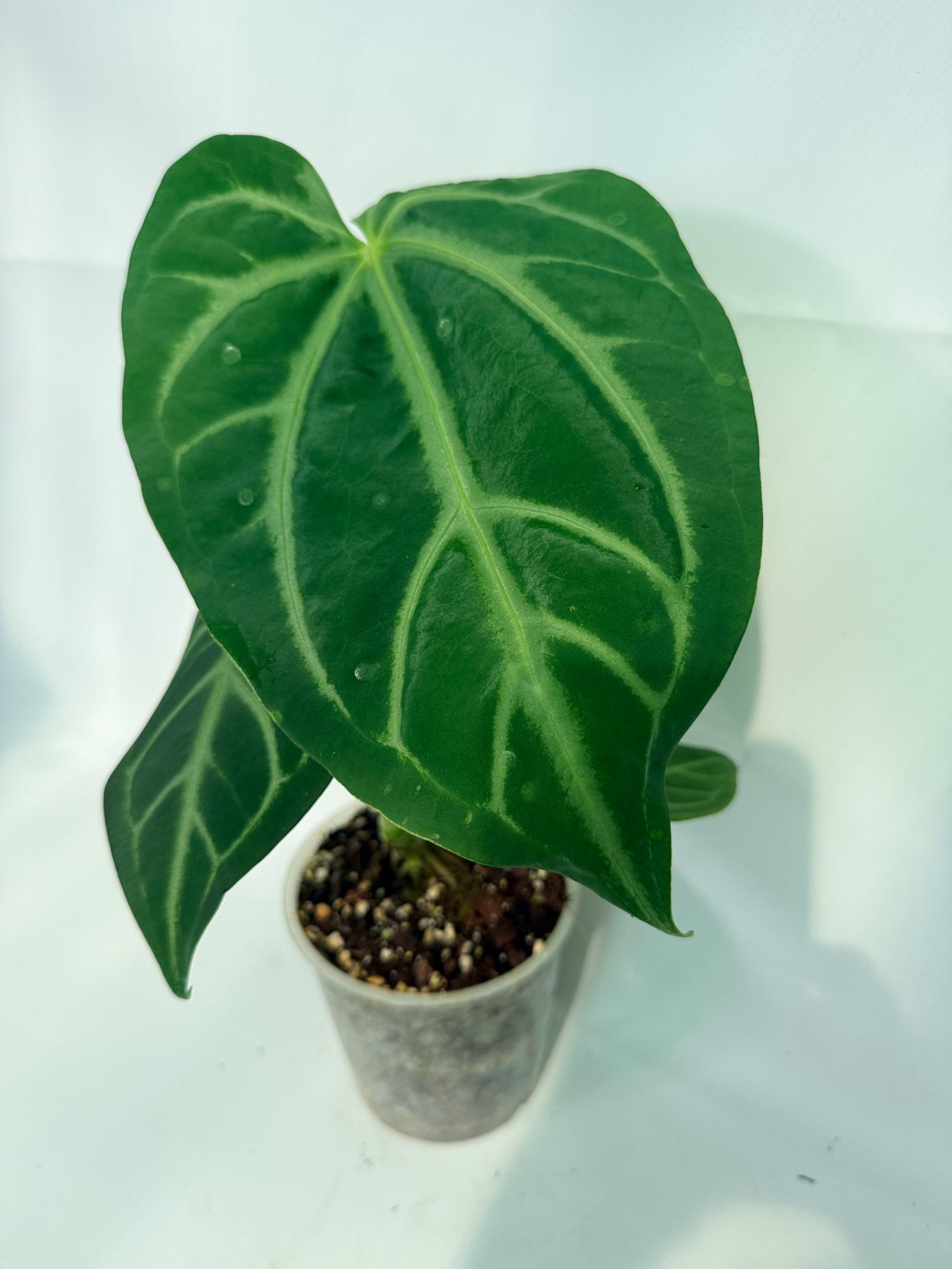 AnthuriumMAGNIFICUM_03