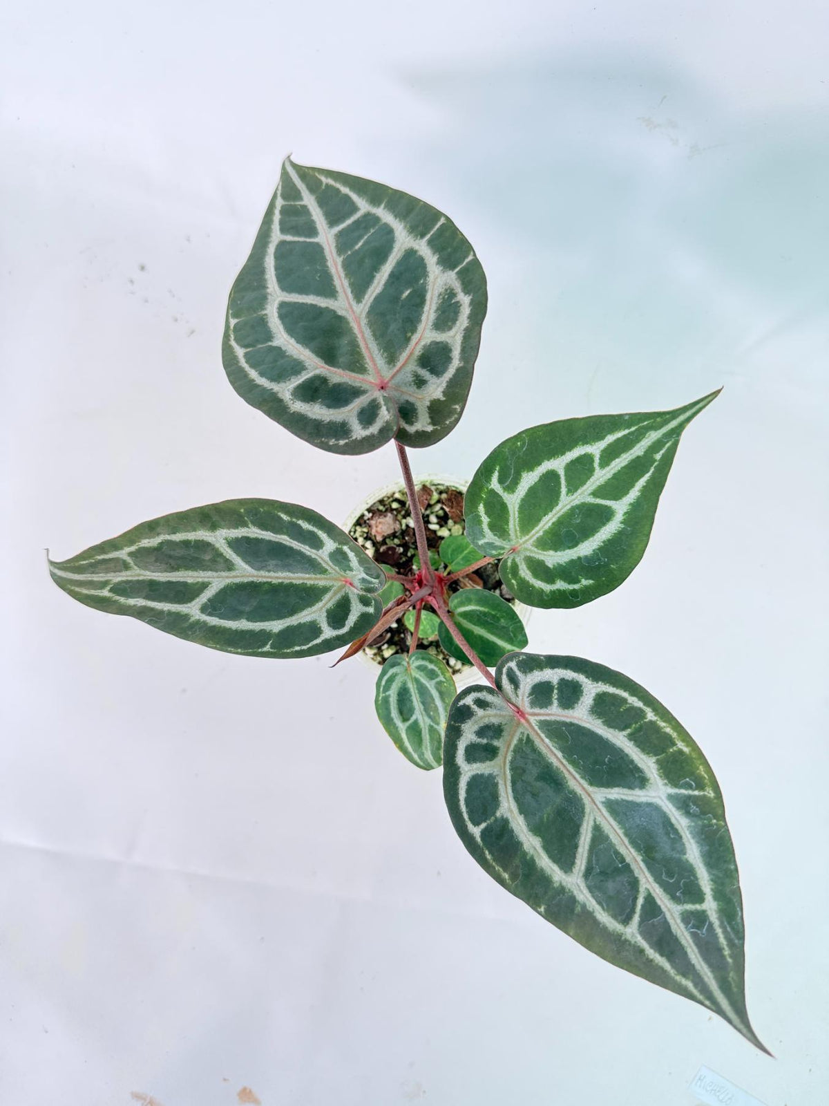 Anthurium Michelle 02