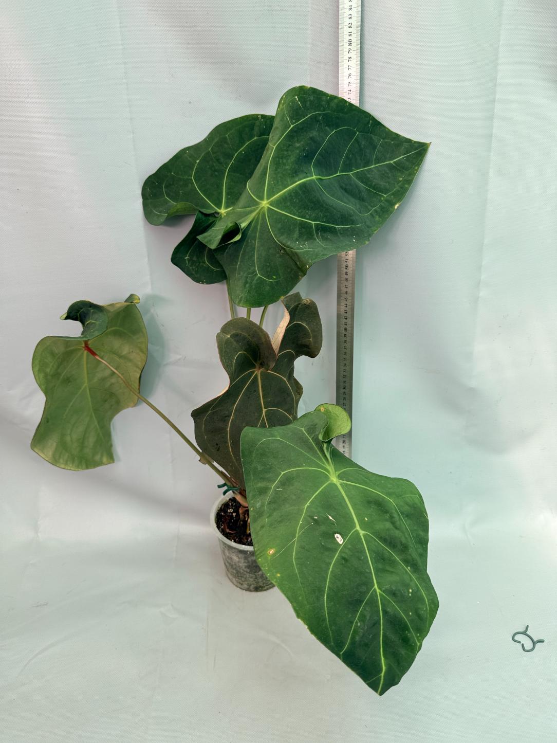 Anthurium Papillilaminum x Magnificum XXL
