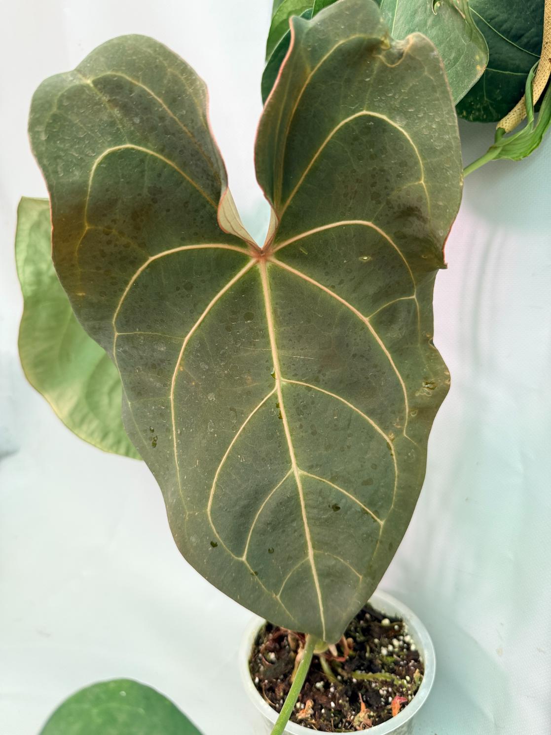 Anthurium Papillilaminum x Magnificum XXL foglia