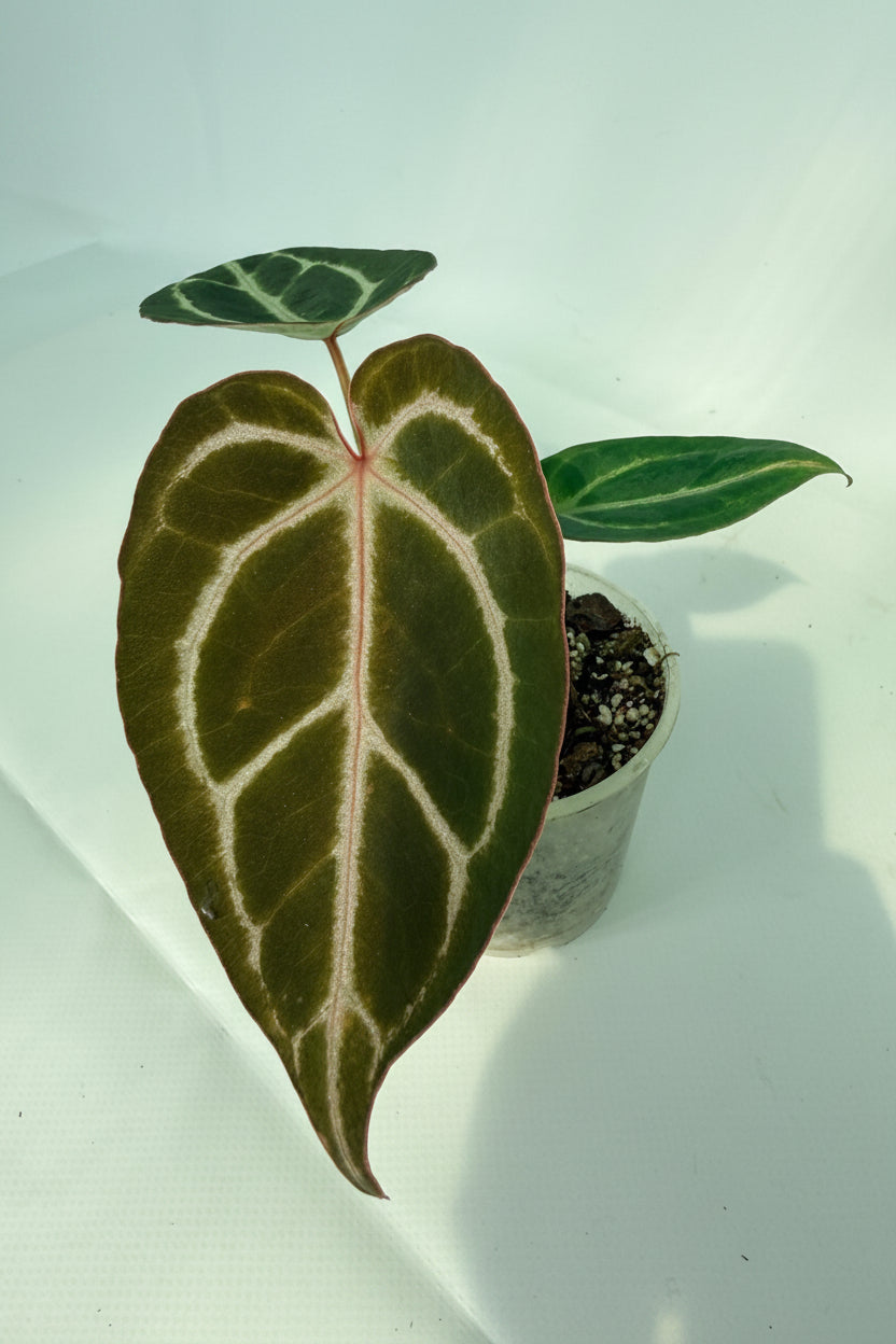 AnthuriumRedCrystallinumxDorayaki_01