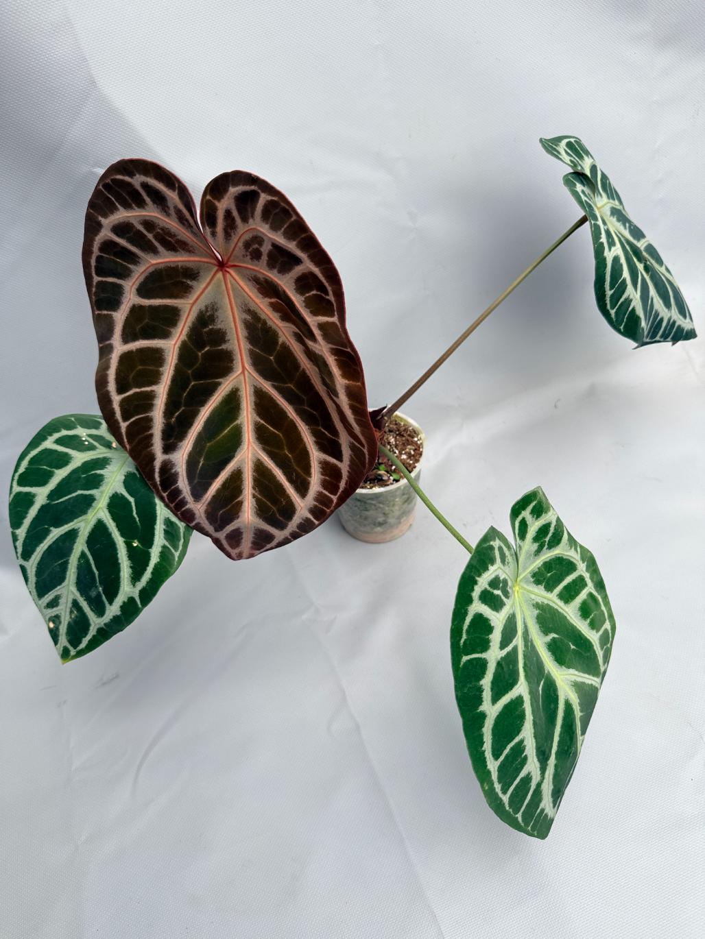Anthurium Red Crystallinum x Silver Blush