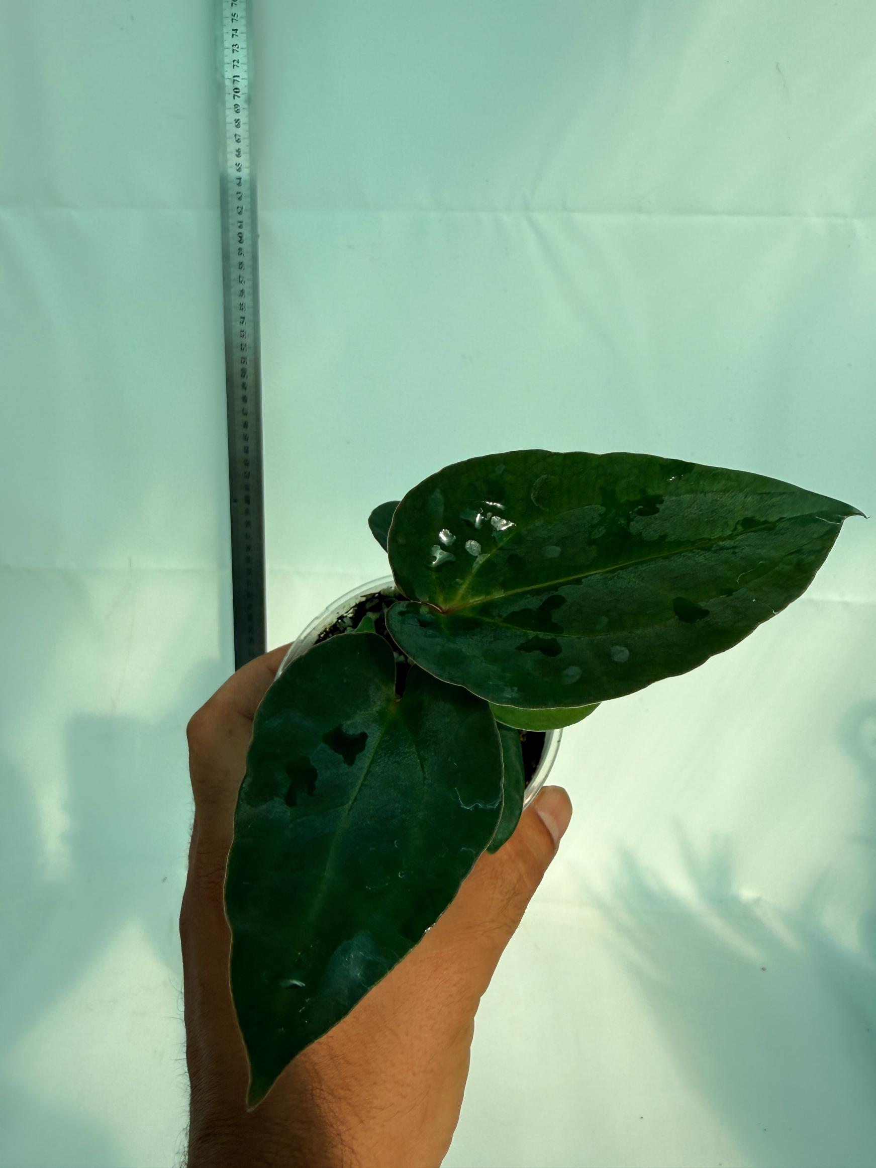 Anthurium Ace of Spades 1