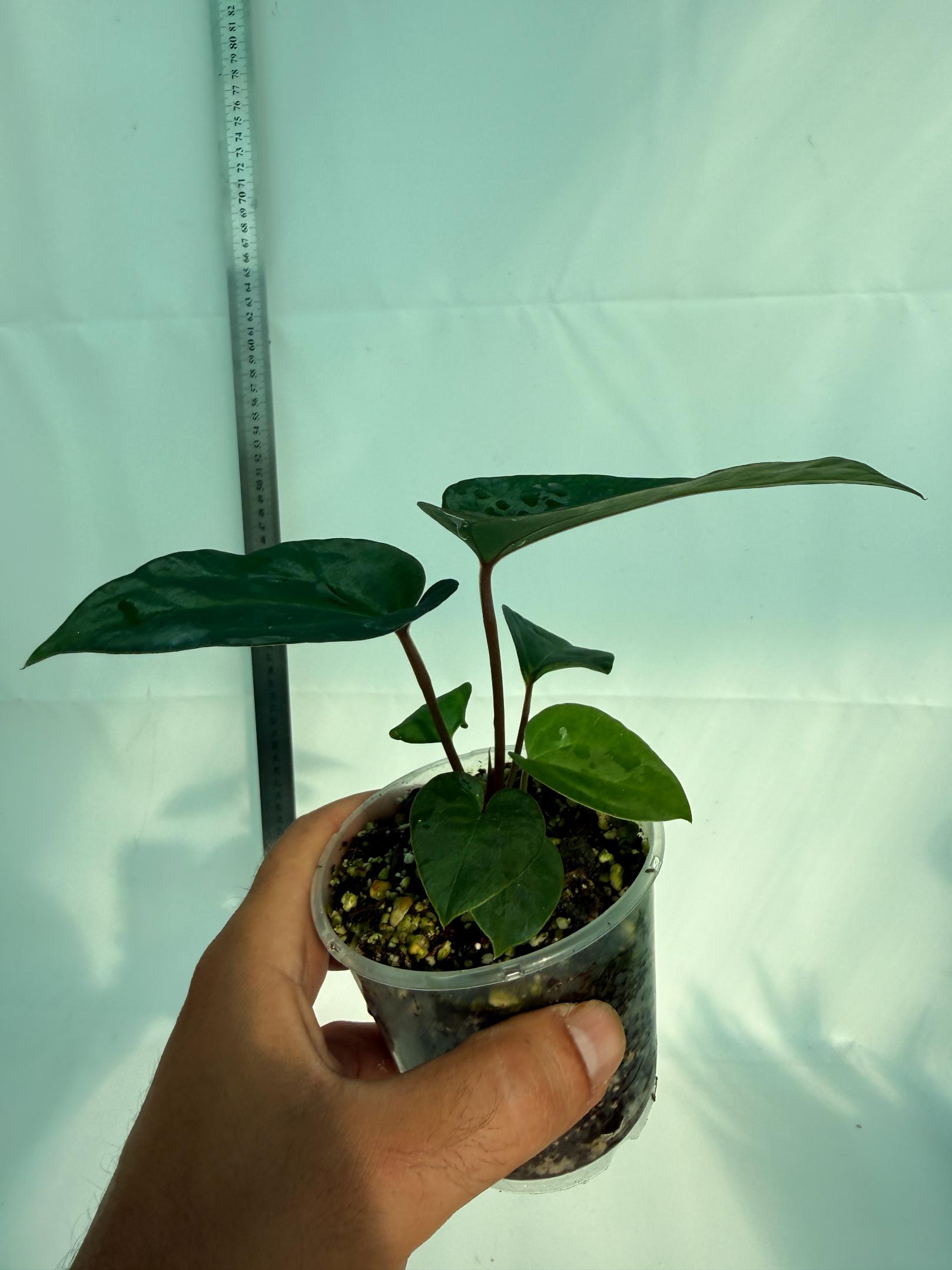 Anthurium Ace of Spades 8