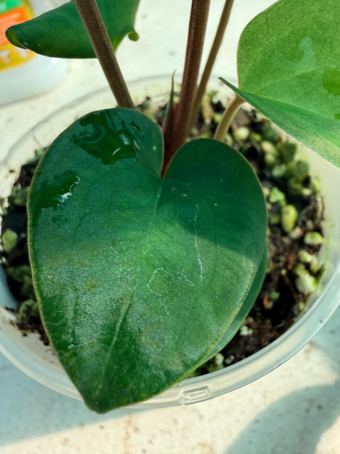 Anthurium Ace of Spades 3