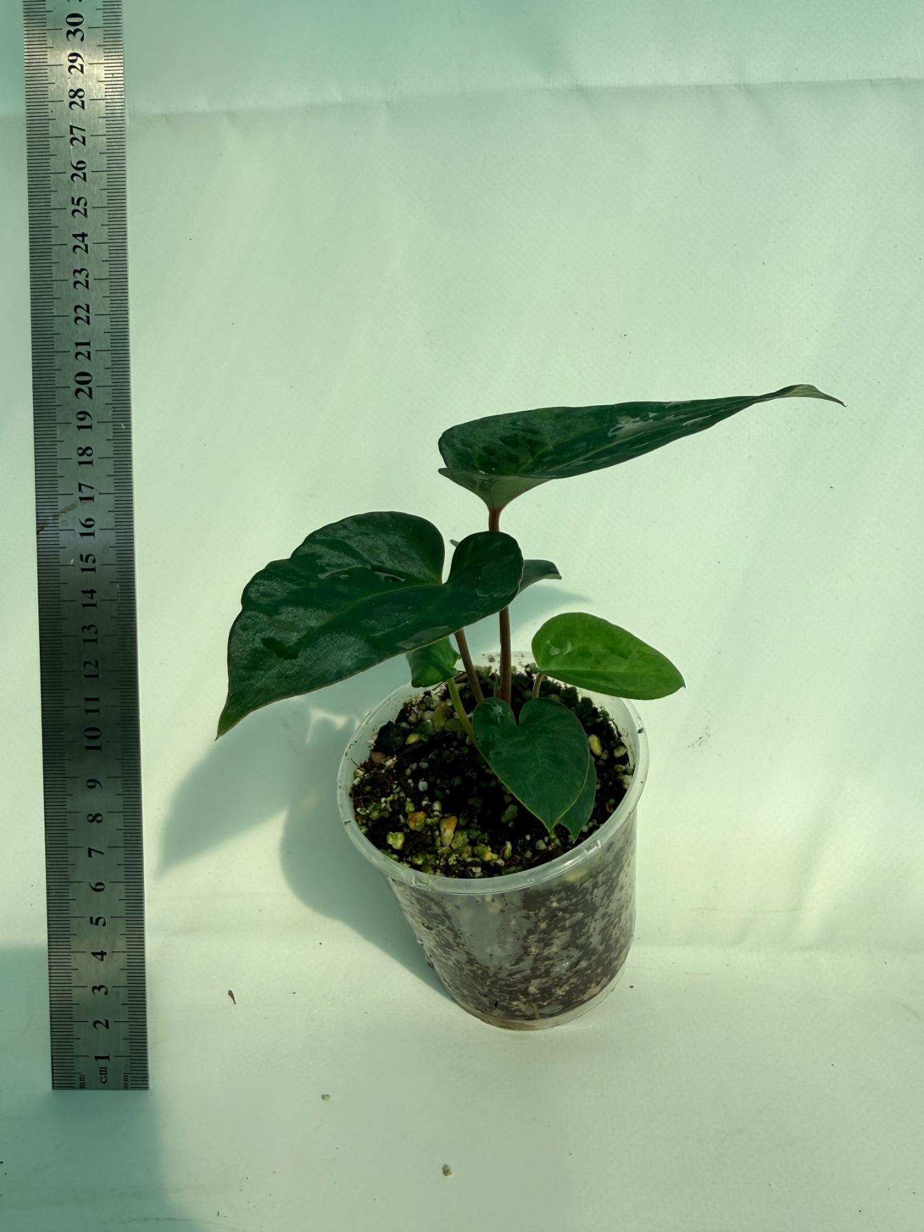 Anthurium Ace of Spades 4