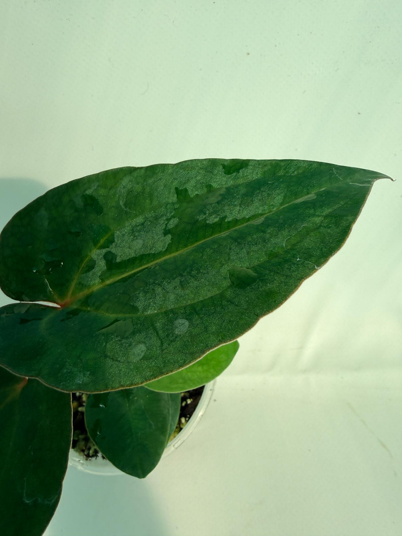 Anthurium Ace of Spades 5