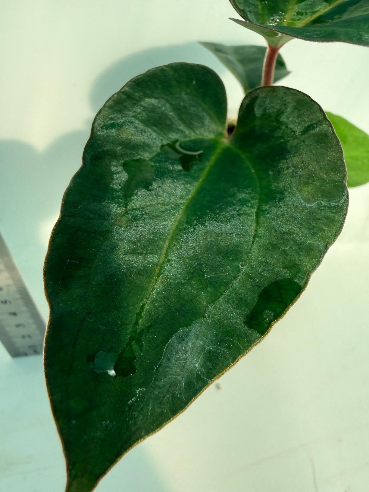 Anthurium Ace of Spades 6