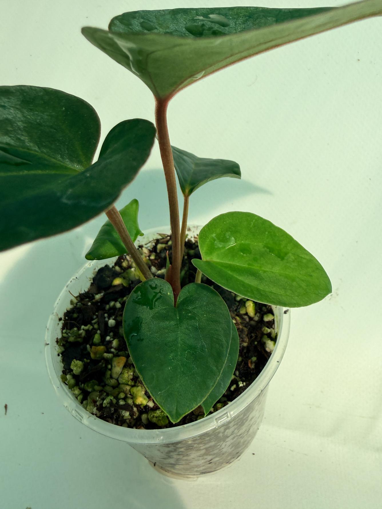 Anthurium Ace of Spades 7