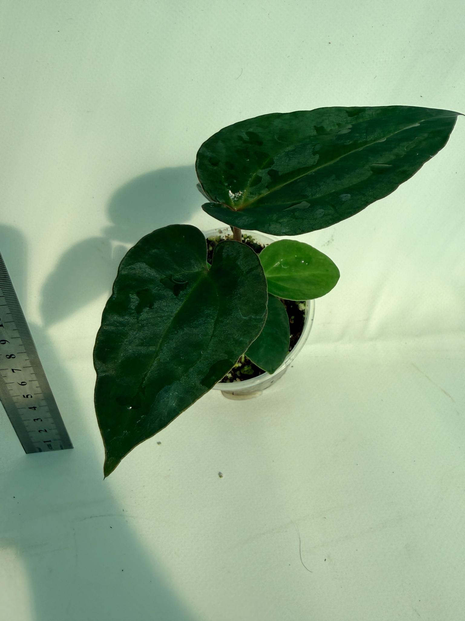 Anthurium Ace of Spades 9