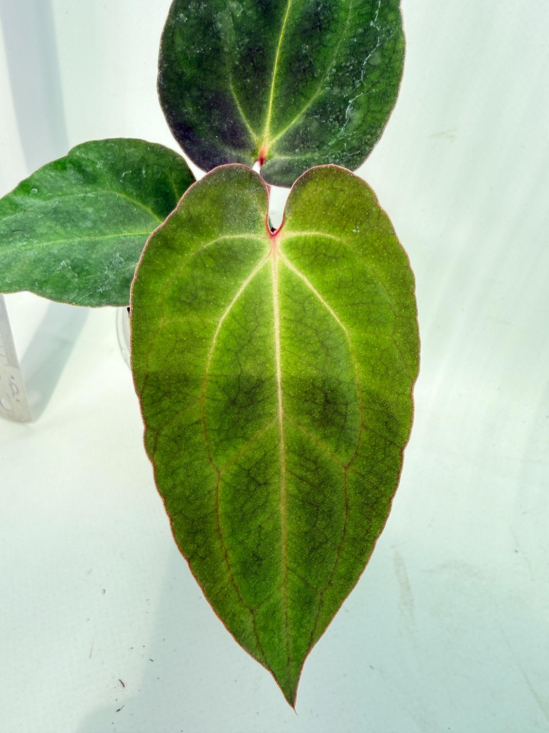 Anthurium Ace of Spades 2