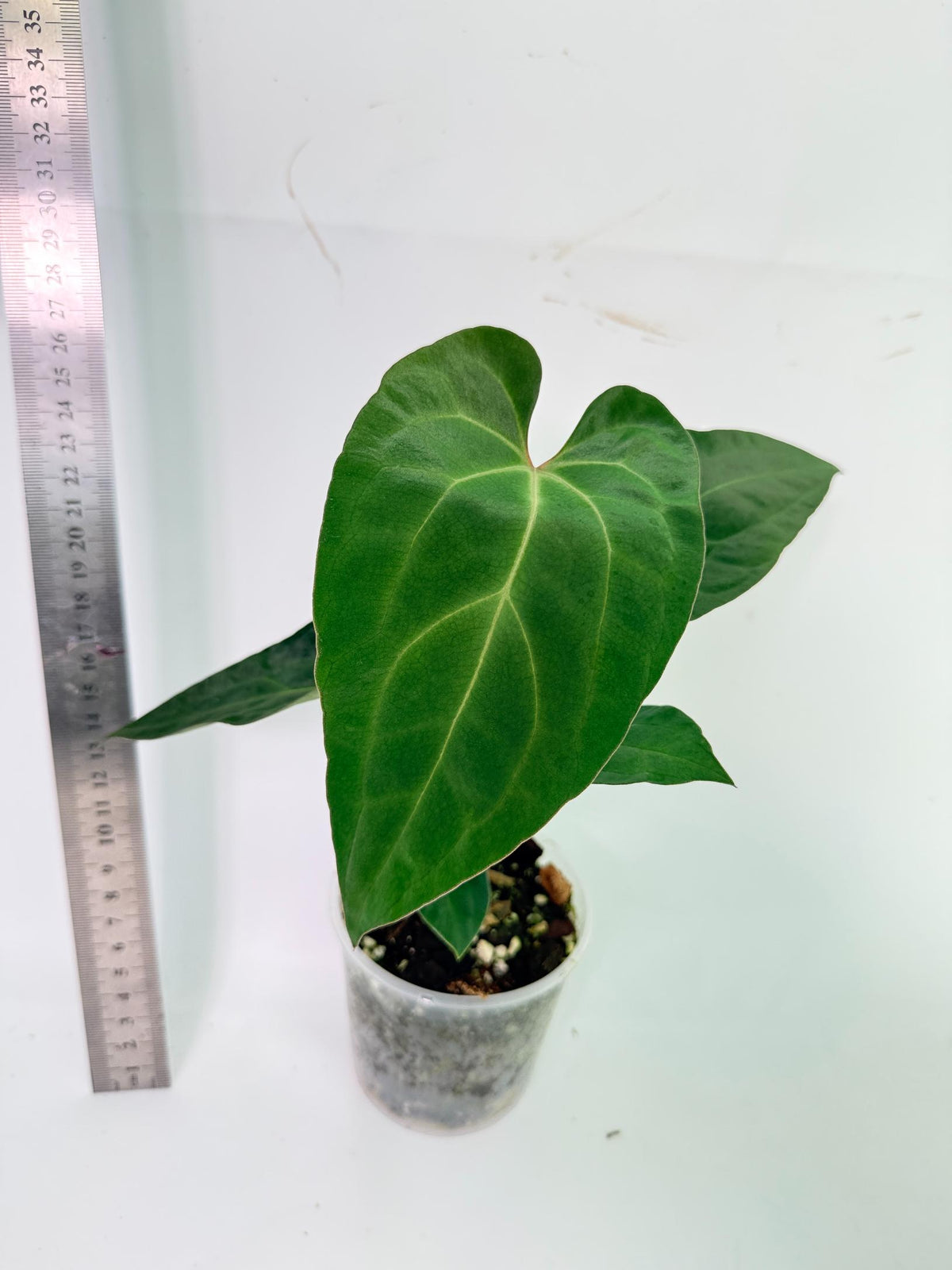 Anthurium Ace of Spades 2