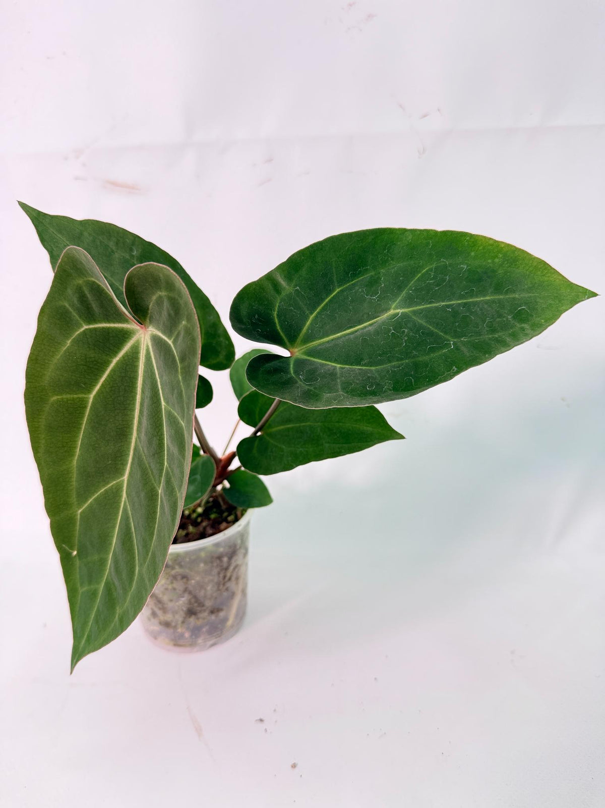 Anthurium Ace of Spades 02