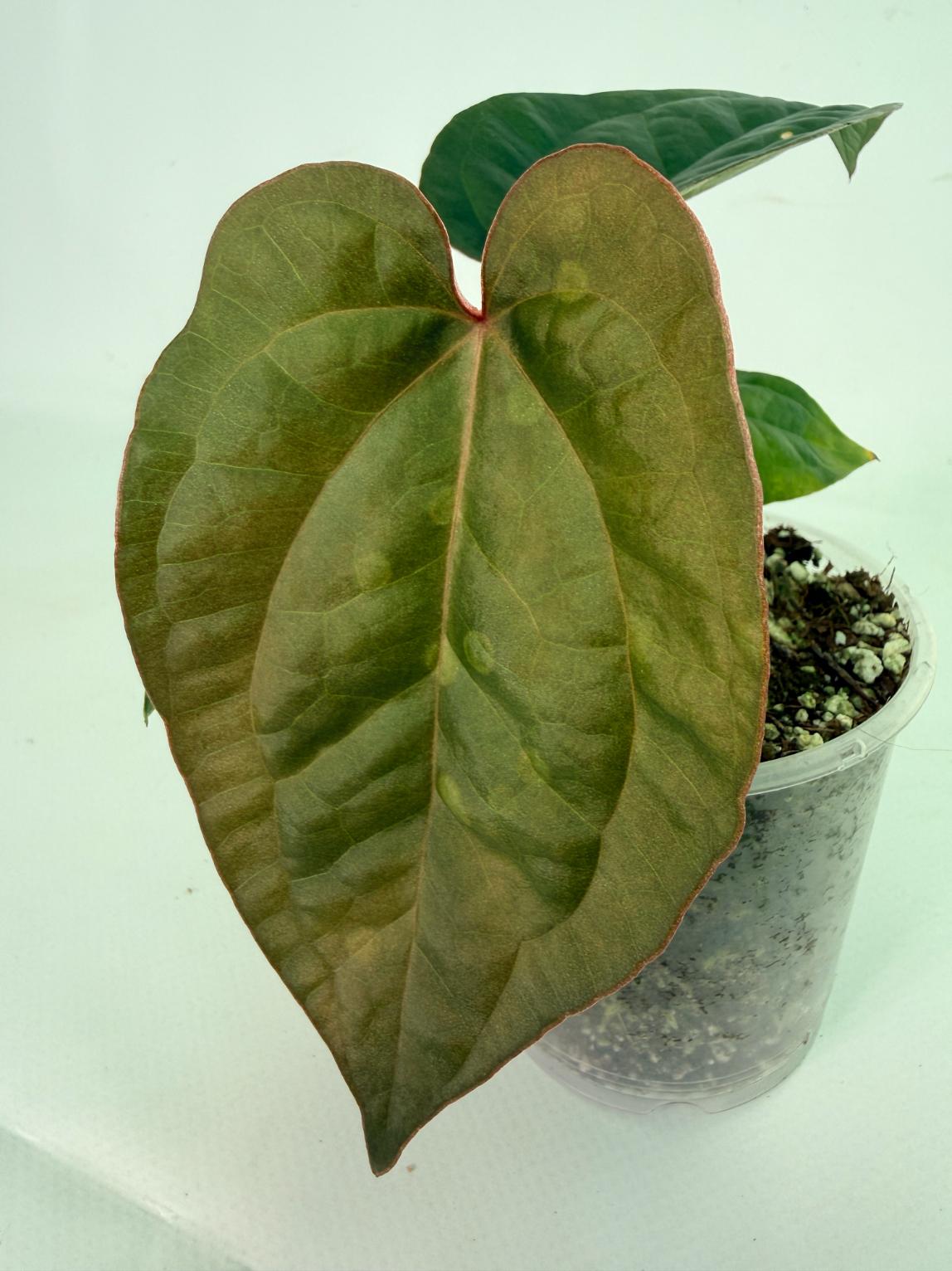 Anthurium Ace of Spades x Luxurians 2